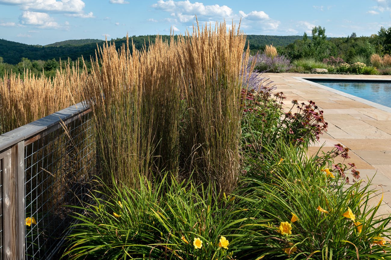 Ornamental grasses and perennials overlooking wooded Berkshire hills