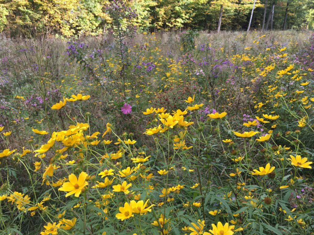 Native Wildflower Meadow