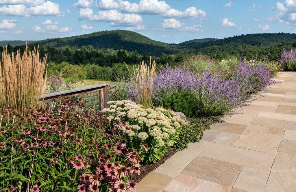 Coneflower Border Over The Hills