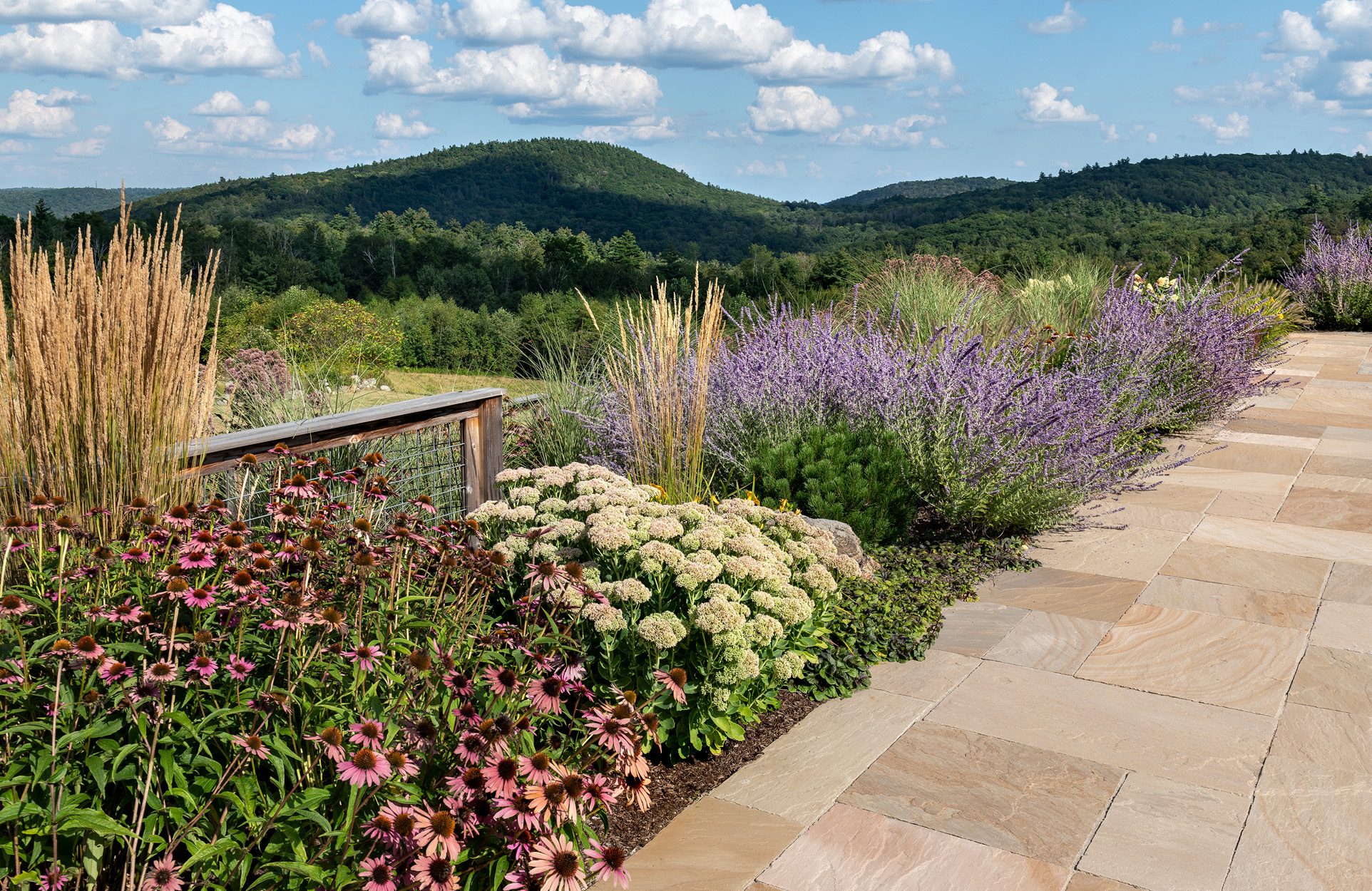 Planting Coneflower Hills